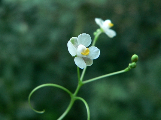 {Cardiospermum halicacabum}